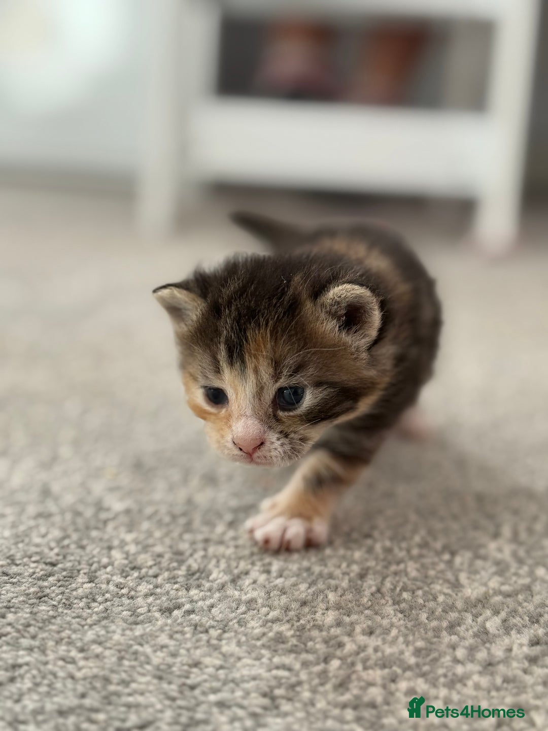 Mixed Breed cats for sale: Female kittens  - Image 8