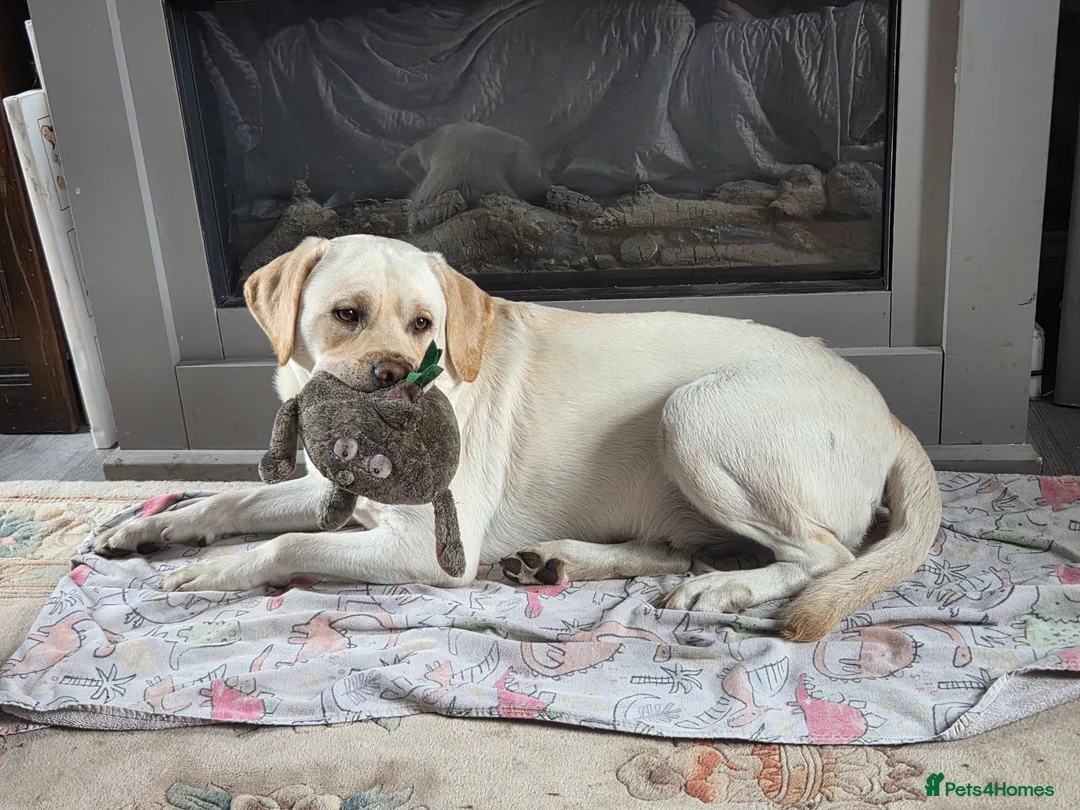 Labrador Retriever dogs for sale: Cheech looking for his forever family - Advert 25
