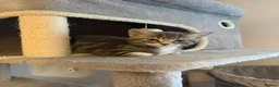 Mixed Breed cats for sale: Grey and white kittens in Preston - Advert 9