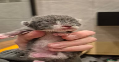 Bengal cats - Advert 14