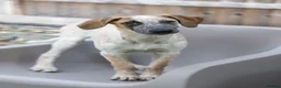 Mixed Breed dogs for adoption: Marvlous Meatball - Advert 1