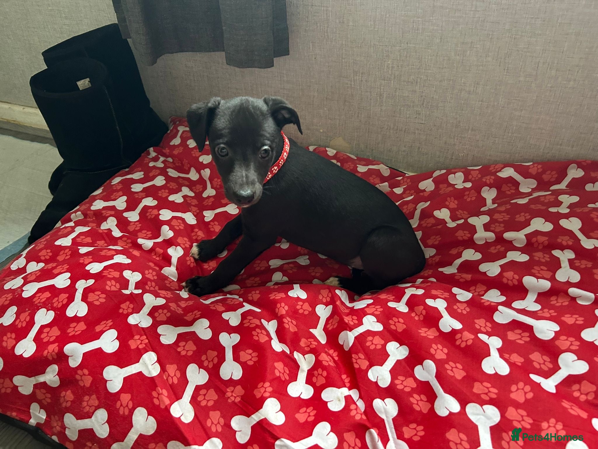 Whippet dogs Beautiful KC registered Whippet puppies  - Advert 1