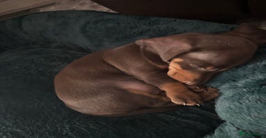 Miniature Dachshund dogs - Advert 14