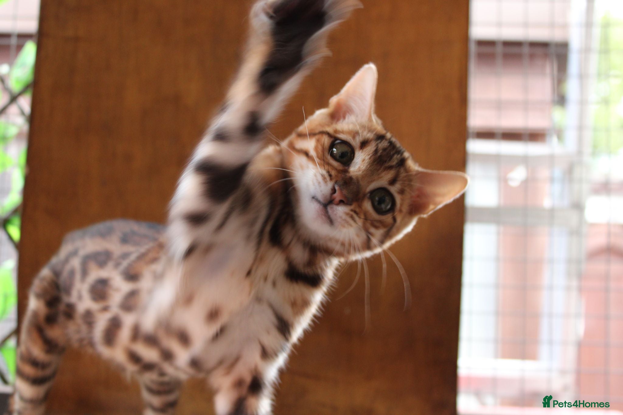 Bengal cats 🐾 Beautiful Bengal Kitten Aurora🐾 - Advert 1