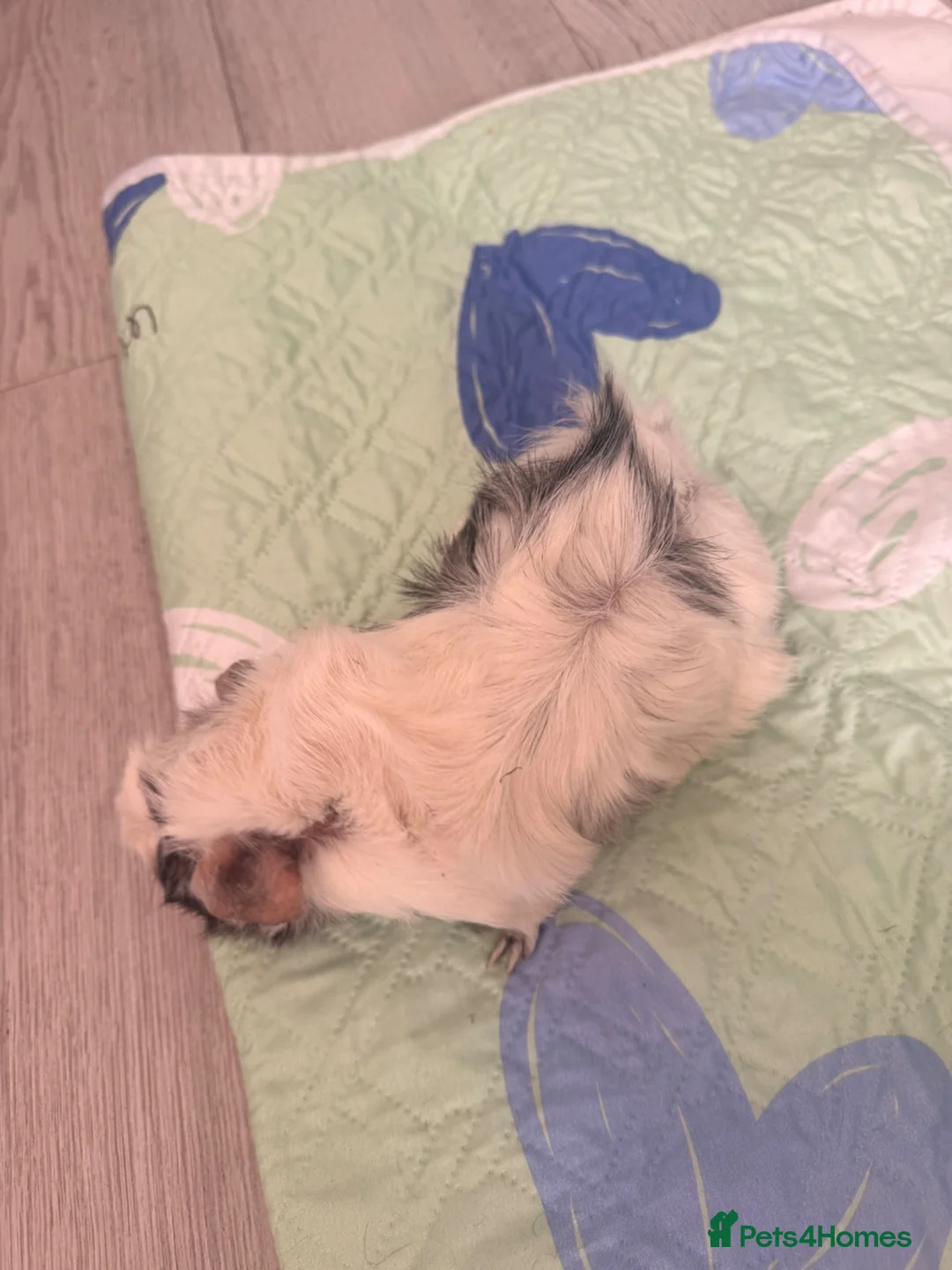 Guinea Pig rodents for sale: Beautiful Long Hair Mixed Sow - Advert 5
