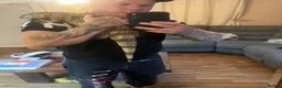 Dragon reptiles for sale: White throat moniter  - Advert 1