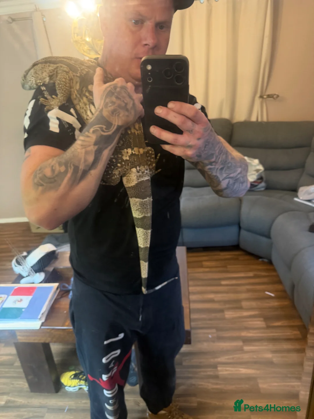 Dragon reptiles for sale: White throat moniter  - Advert 1