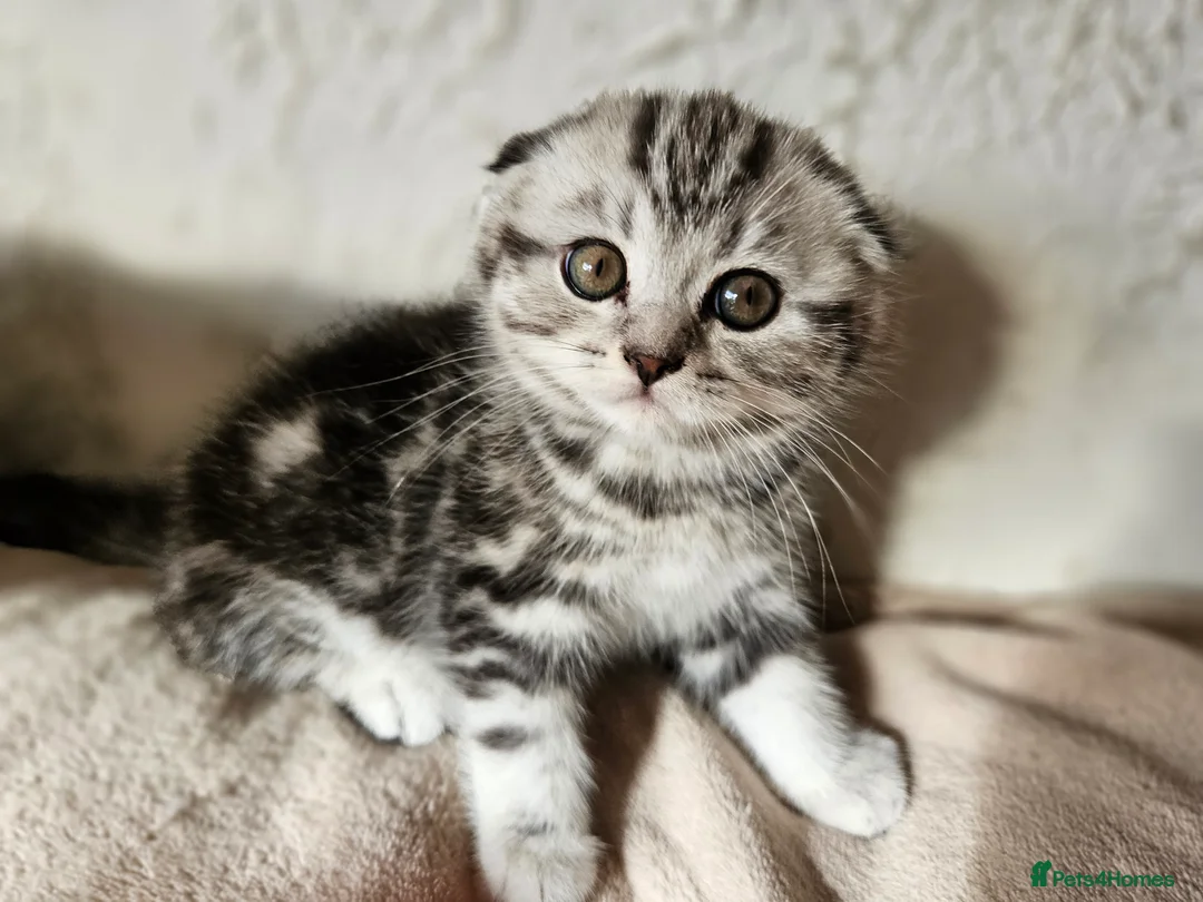 Scottish Fold cats for sale: Scotish fold beautiful kittens 😸  - Advert 6
