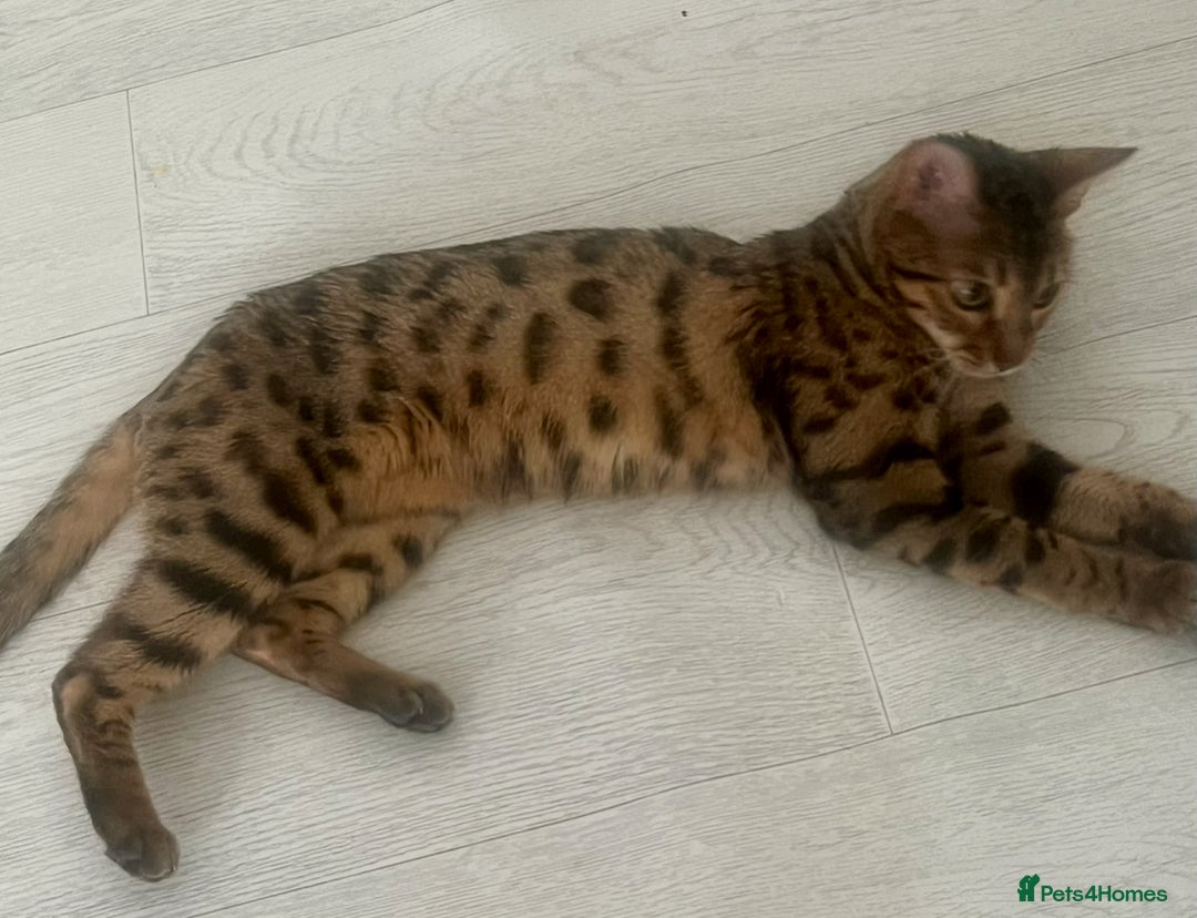 Bengal cats for sale: Pure female bengal for sale  - Advert 4