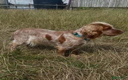 Cocker Spaniel dogs for sale: KC reg Cocker Spaniel Puppies. 1 Black Boy left - Image 7