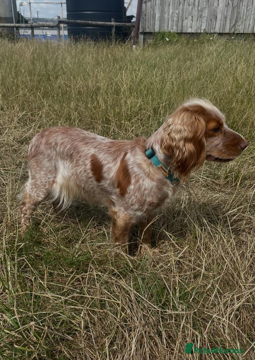 Cocker Spaniel dogs for sale: KC reg Cocker Spaniel Puppies. 1 Black Boy left - Image 7