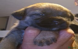 Border Terrier dogs for sale: TOP QUALITY BORDER TERRIER PUPPYS.  - Image 3