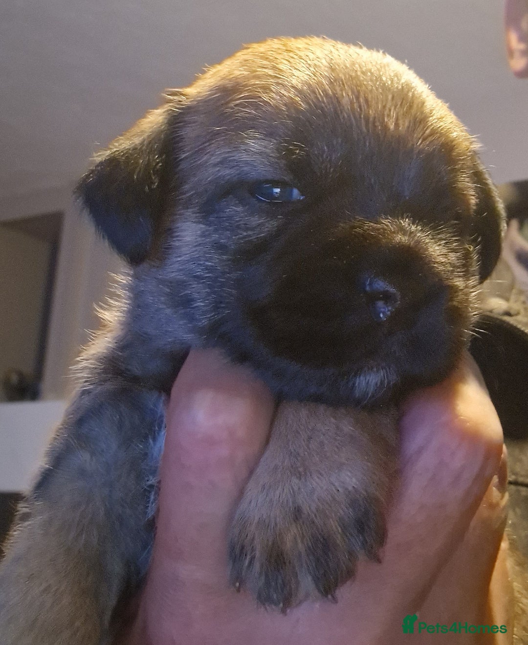 Border Terrier dogs for sale: TOP QUALITY BORDER TERRIER PUPPYS.  - Image 3