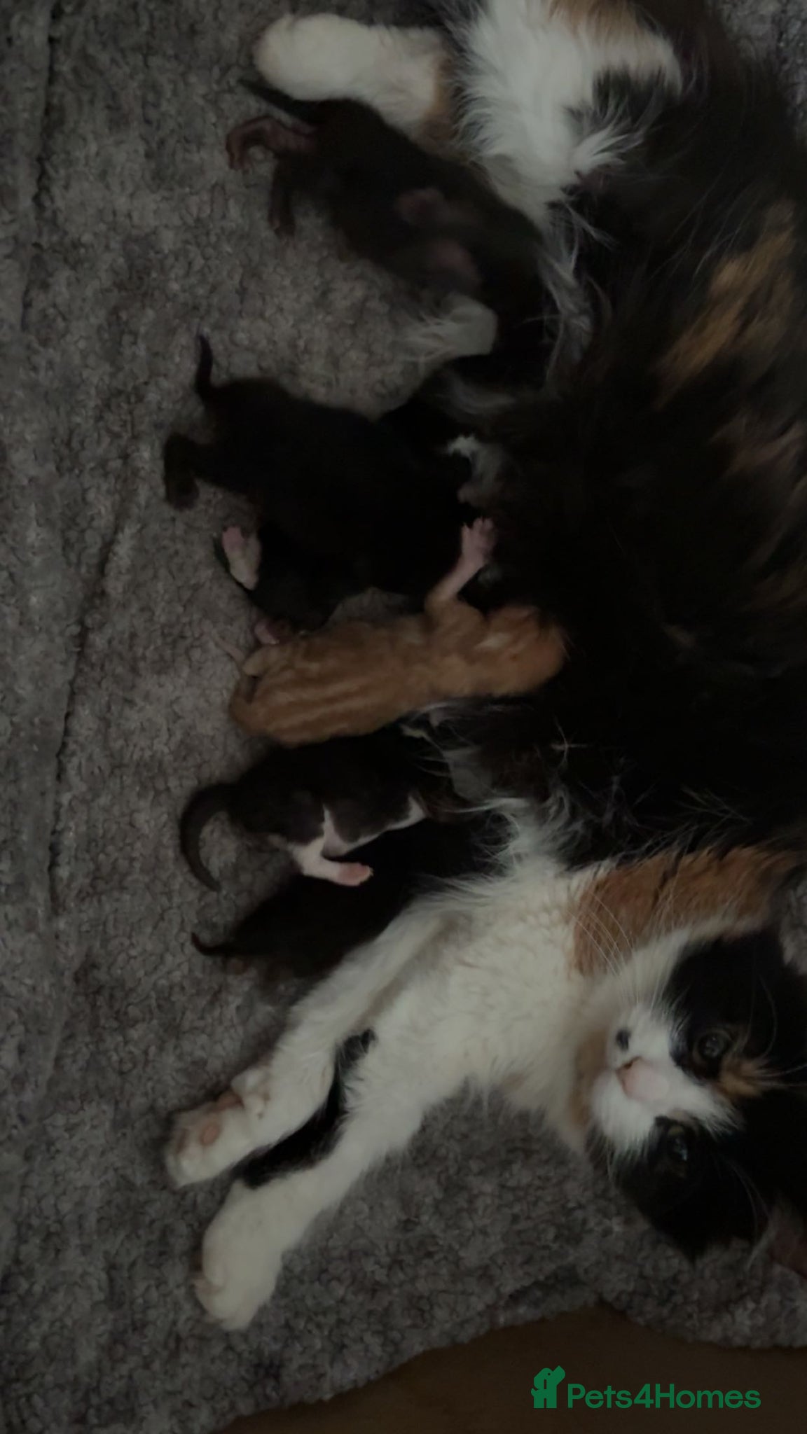 Mixed Breed cats Mixed calico kittens  - Advert 4