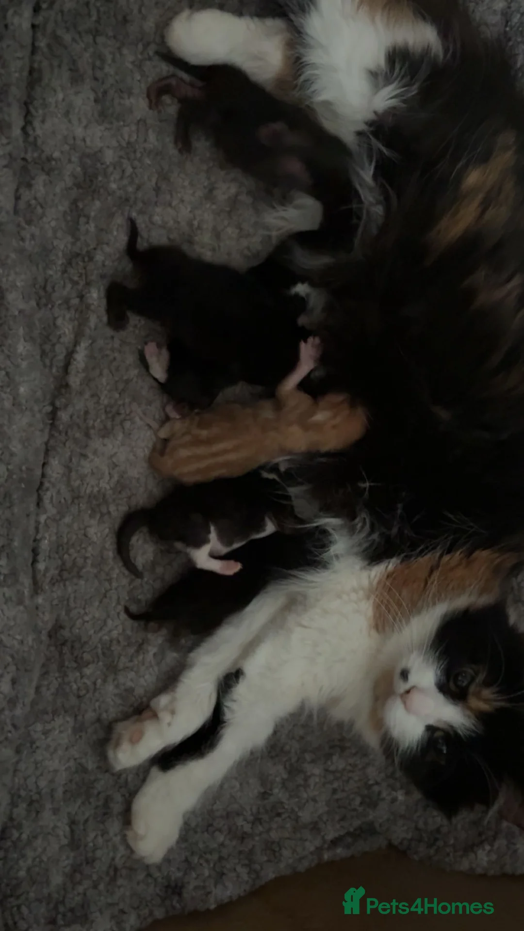 Mixed Breed cats for sale: Mixed calico kittens  - Advert 1