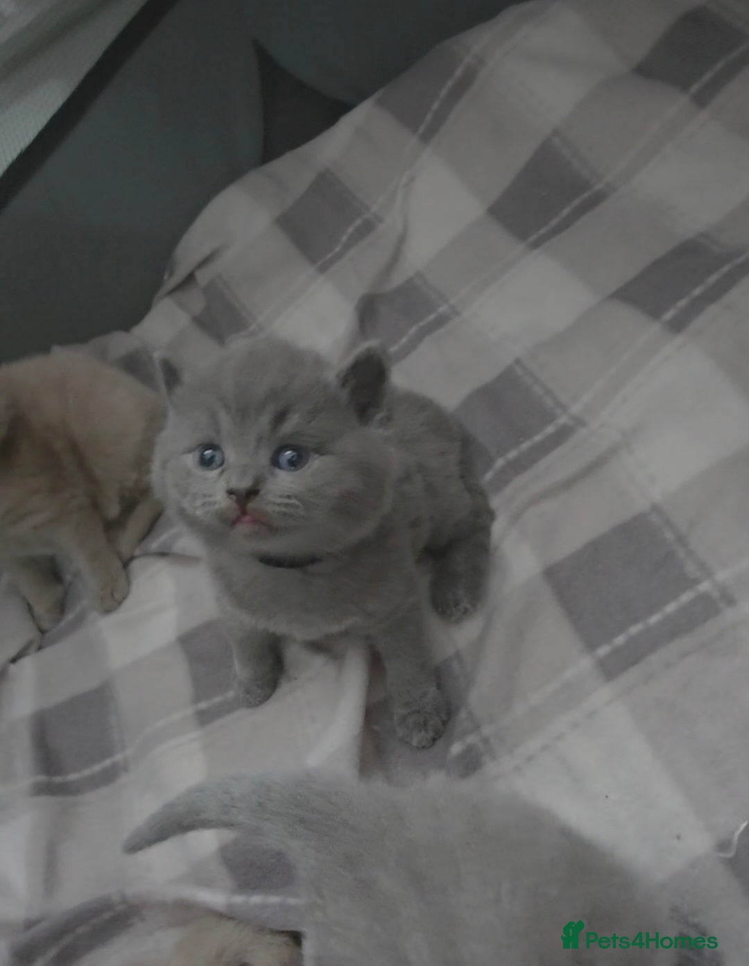 British Shorthair cats Beautiful BSH Kittens  - Advert 14