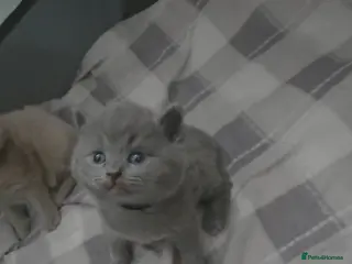 British Shorthair cats Beautiful BSH Kittens - Advert 14