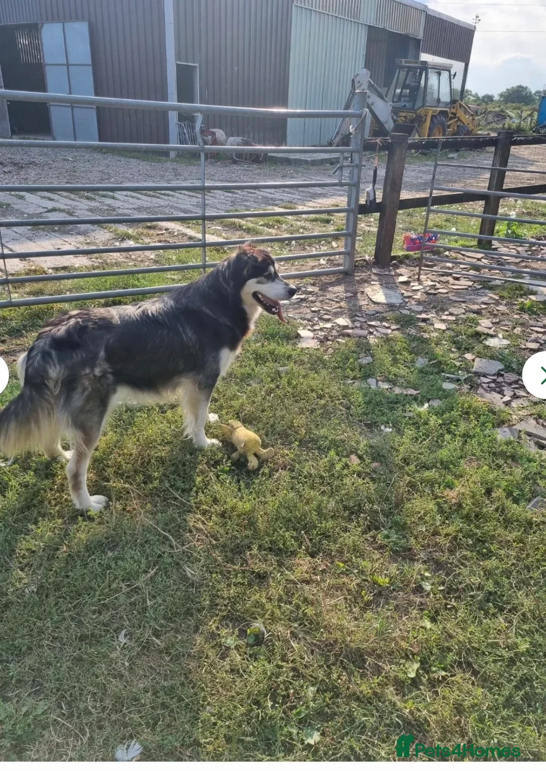 Mixed Breed dogs for sale: Molly - Advert 4