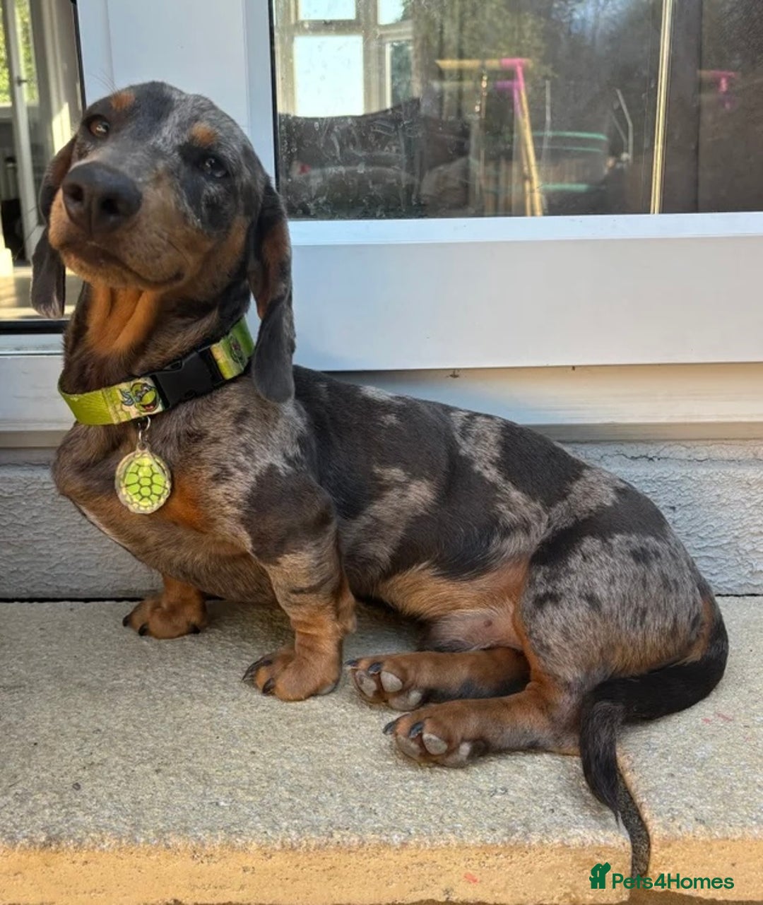 Miniature Dachshund dogs for sale: Outstanding Quality True miniature dachshunds - Advert 6