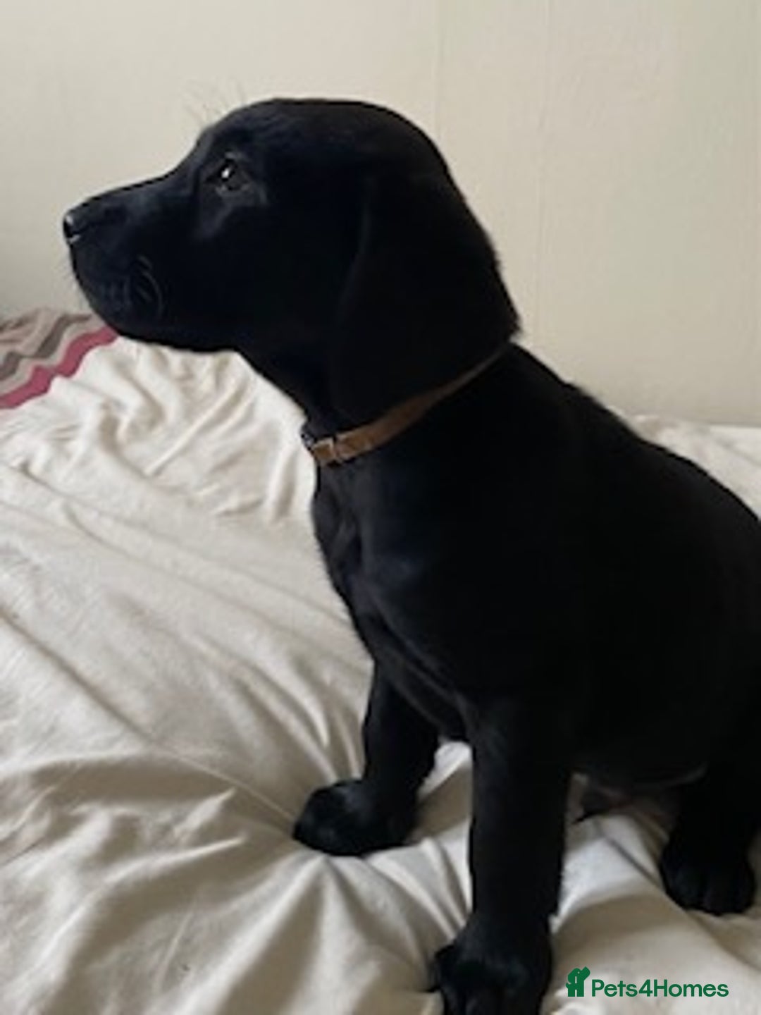 Labrador Retriever dogs for sale: Two Beautiful show Labrador Boys - Advert 3