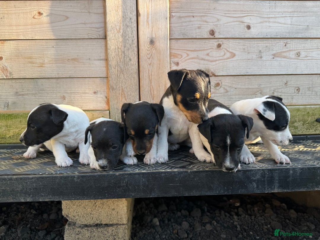 Jack Russell dogs for sale: Stunning litter of Jack Russel’s.  - Image 5