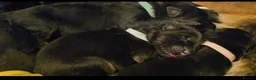 German Shepherd dogs for sale: German Shepherd Pups - born 18.03 - Advert 19