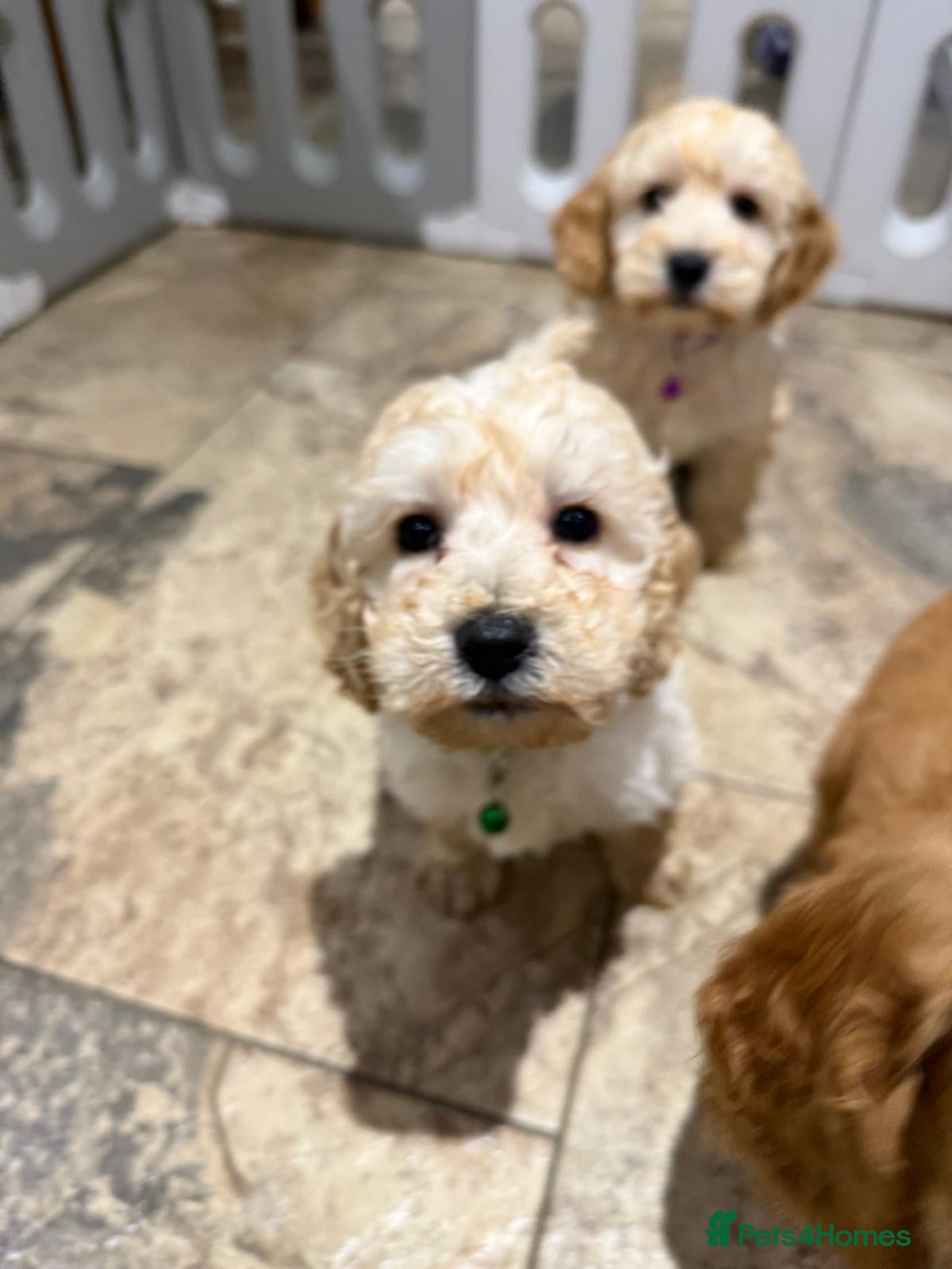 Cockapoo dogs COCKAPOO Puppies (Small Breed) - Advert 5