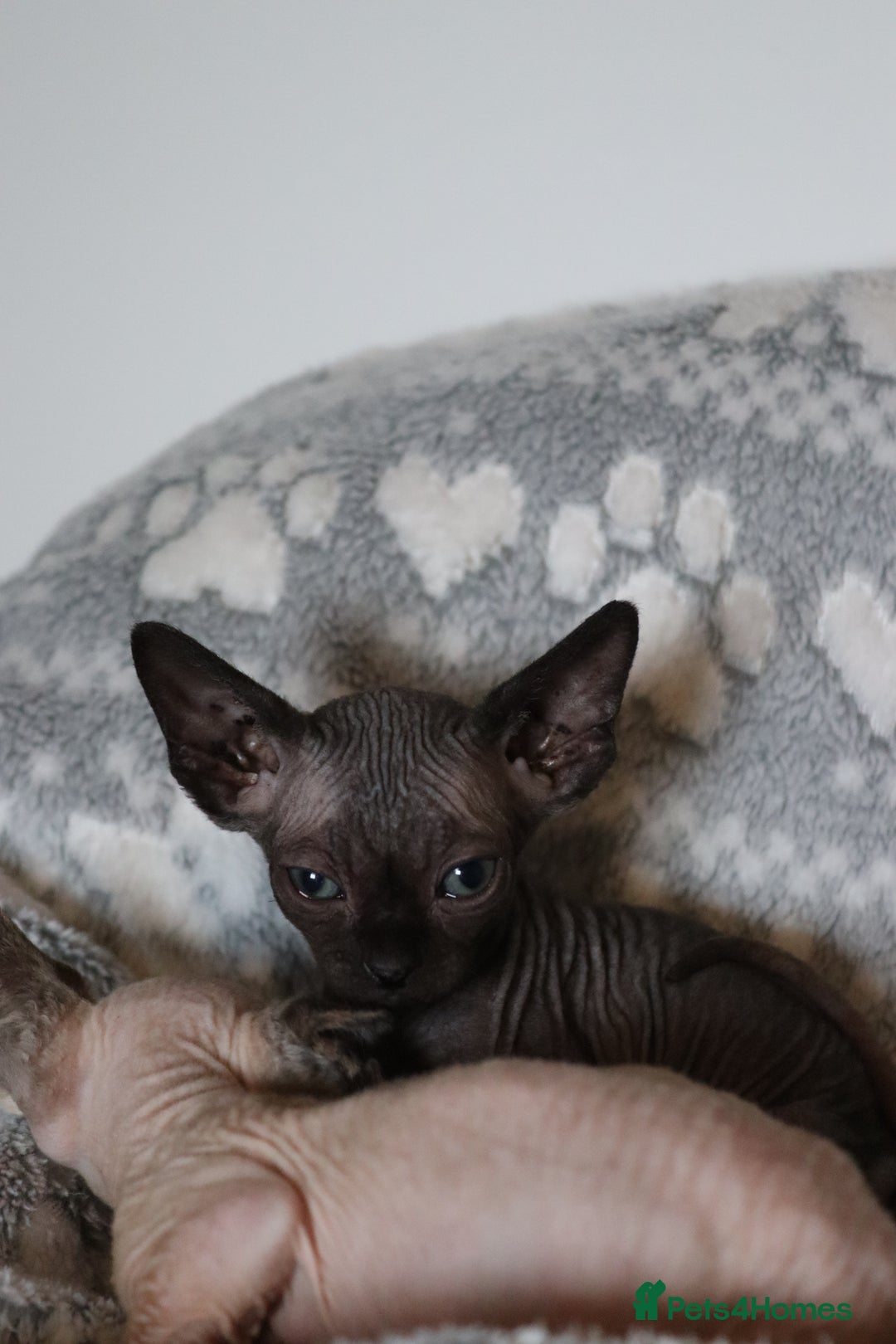 Sphynx cats for sale: Sphynx - Advert 5