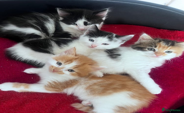 Mixed Breed cats - Advert 2