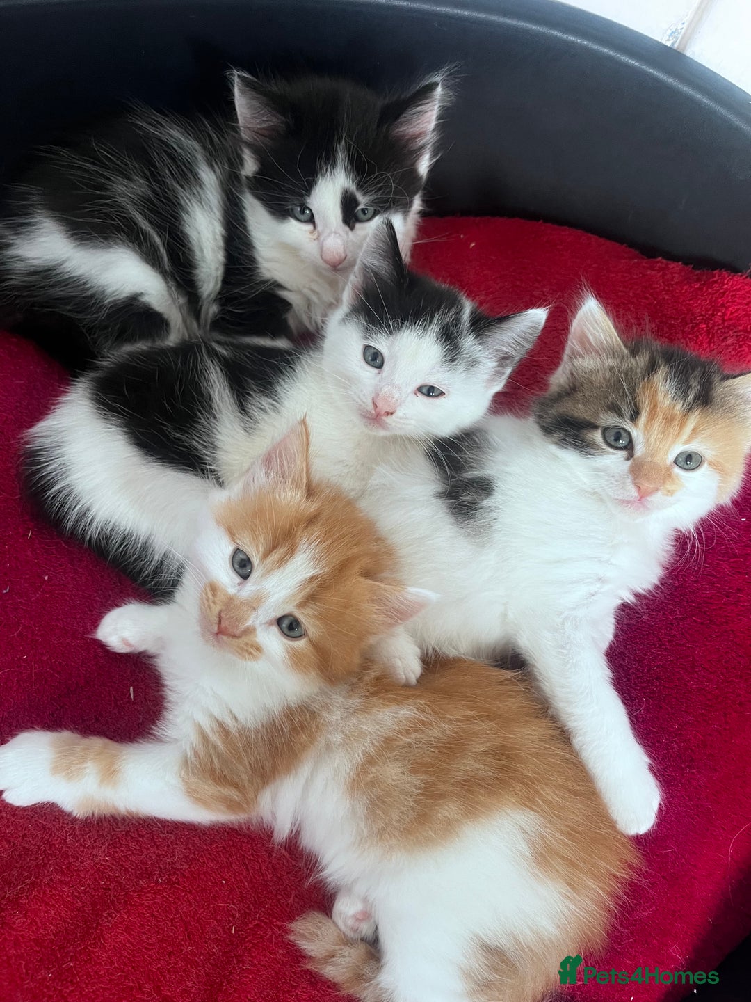 Mixed Breed cats for sale: Gorgeous Fluffy Kittens - Image 1