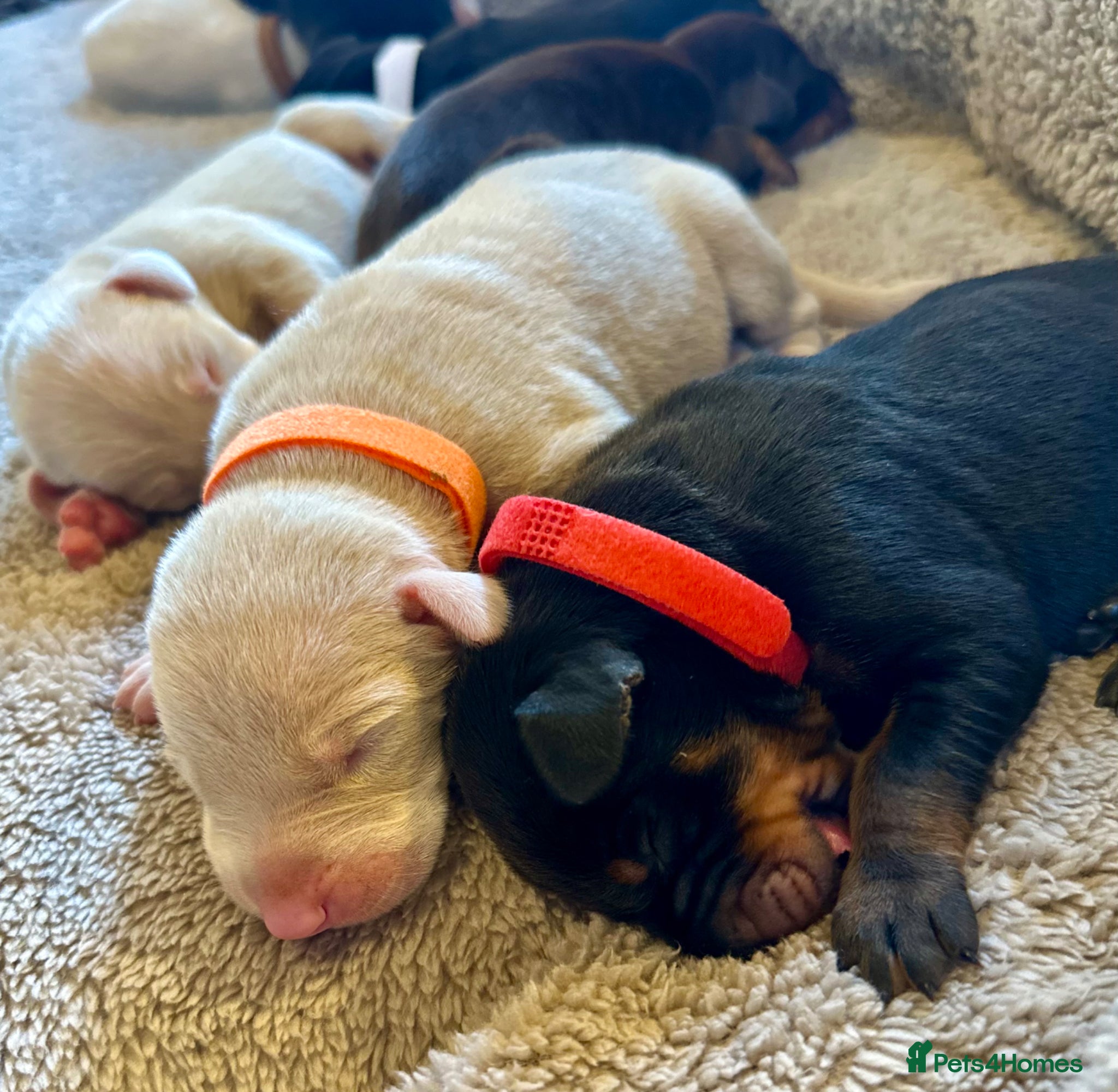 Dobermann dogs KC registered health tested Dobermann puppies  - Advert 1