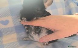 Chinchilla rodents for sale: Bonded mother and daughter pair - Image 20
