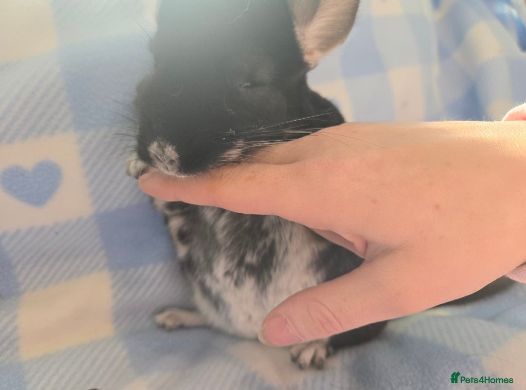 Chinchilla rodents for sale: Bonded mother and daughter pair - Image 20