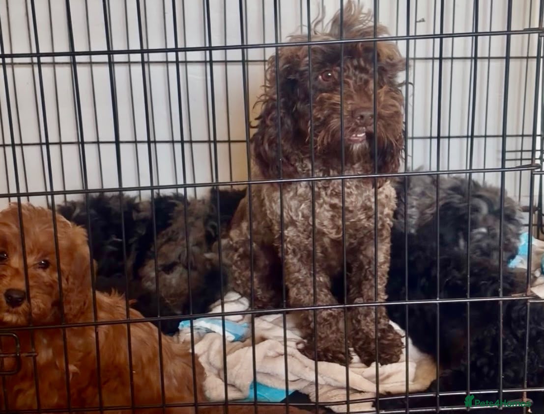 Cockapoo dogs for sale: 5 beautiful cockapoo puppies  - Advert 1
