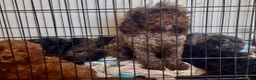 Cockapoo dogs for sale: 5 beautiful cockapoo puppies  - Advert 1