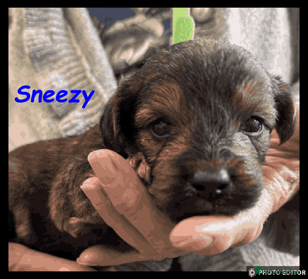 Yorkiepoo dogs for sale:  Adorable YorkiePoo Pups Looking for Loving Homes  - Image 22