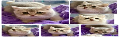 British Shorthair Pale Blue Golden girl