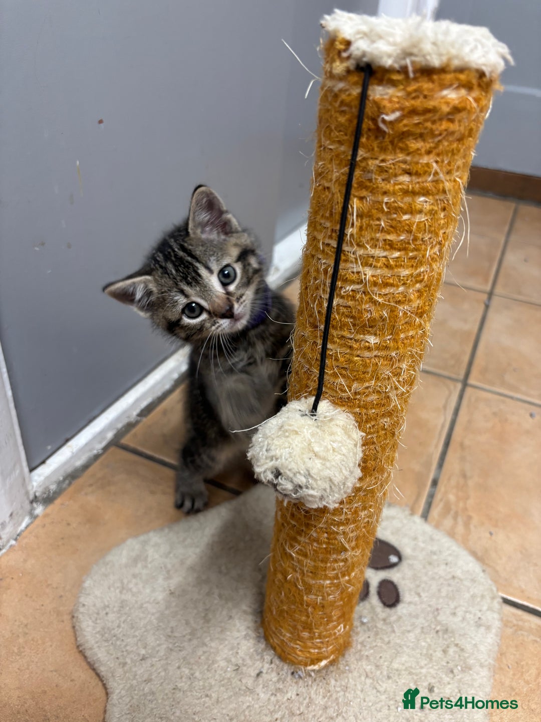 British Shorthair cats for sale: Kittens for sale - Advert 3