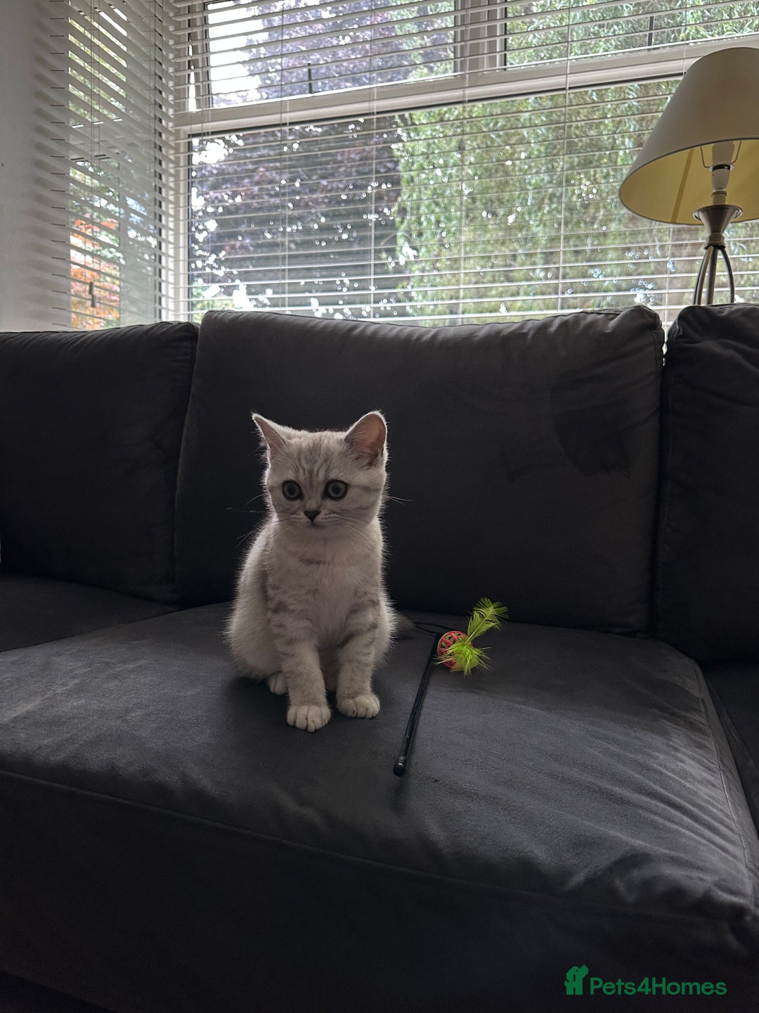 British Shorthair cats for sale: Beautiful British Shorthair Girls - Image 7