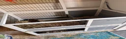 Guinea Pig rodents for sale: 2 female guinea pigs looking for new home - Advert 11