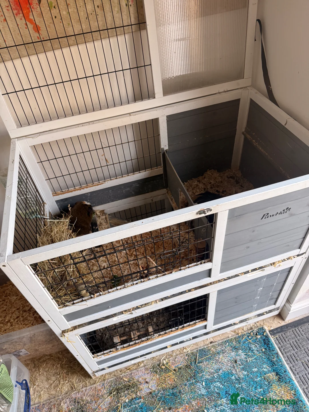 Guinea Pig rodents for sale: 2 female guinea pigs looking for new home - Advert 11