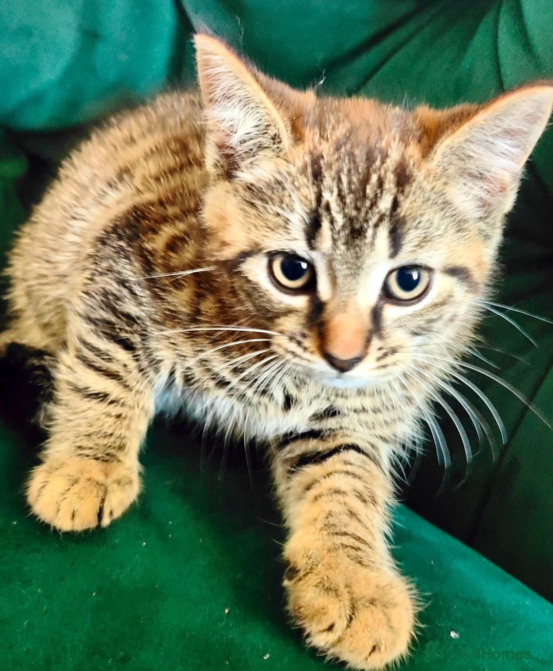 British Shorthair cats for sale: Little boy kitten available  - Advert 1