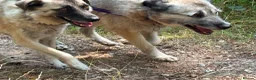 Mixed Breed dogs for adoption: Letty - Norwich Norfolk  - Advert 17