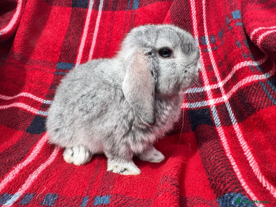 Mini Lop rabbits for sale: Mini lop mixed litter looking for forever homes  - Image 5