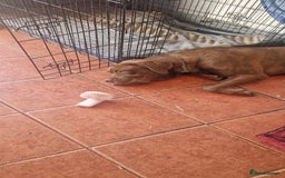 Mixed Breed dogs for sale: 10 month old boy - Image 1