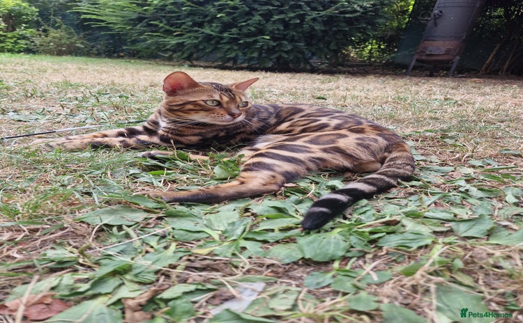 Bengal cats in Peterborough - Advert 4