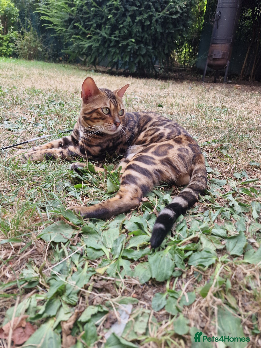 Bengal cats for stud: Bengal cat for stud, Fabio. in Peterborough - Image 1