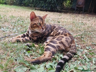 Bengal cats in Peterborough - Advert 2