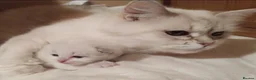 Siberian cats for sale: Pure Siberian kittens For Sale  - Advert 11
