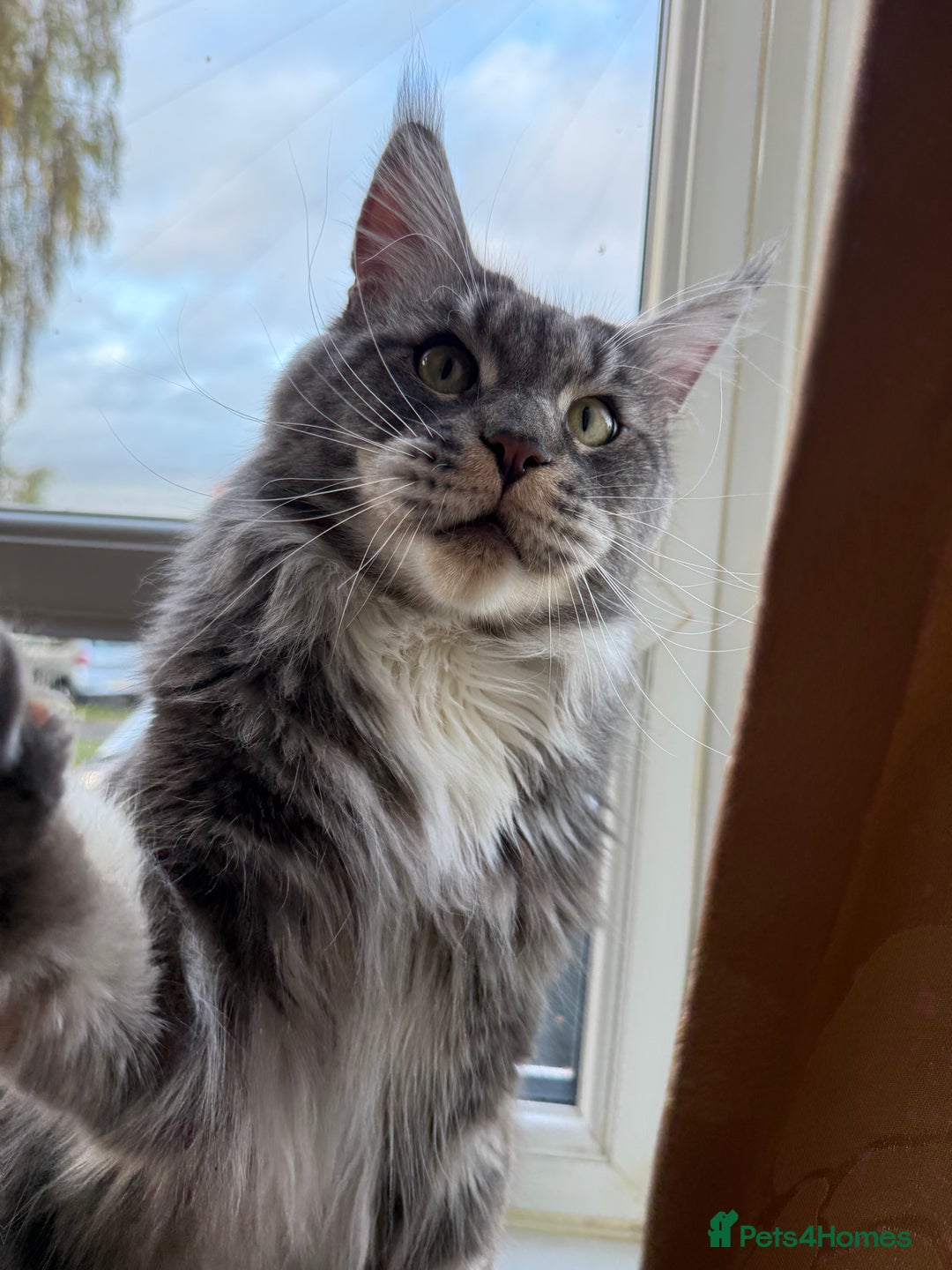 Maine Coon cats for sale: GCCF Pedigree Russian line Maine Coon - Advert 8